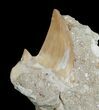 Otodus Shark Tooth Fossil In Matrix #6392-2